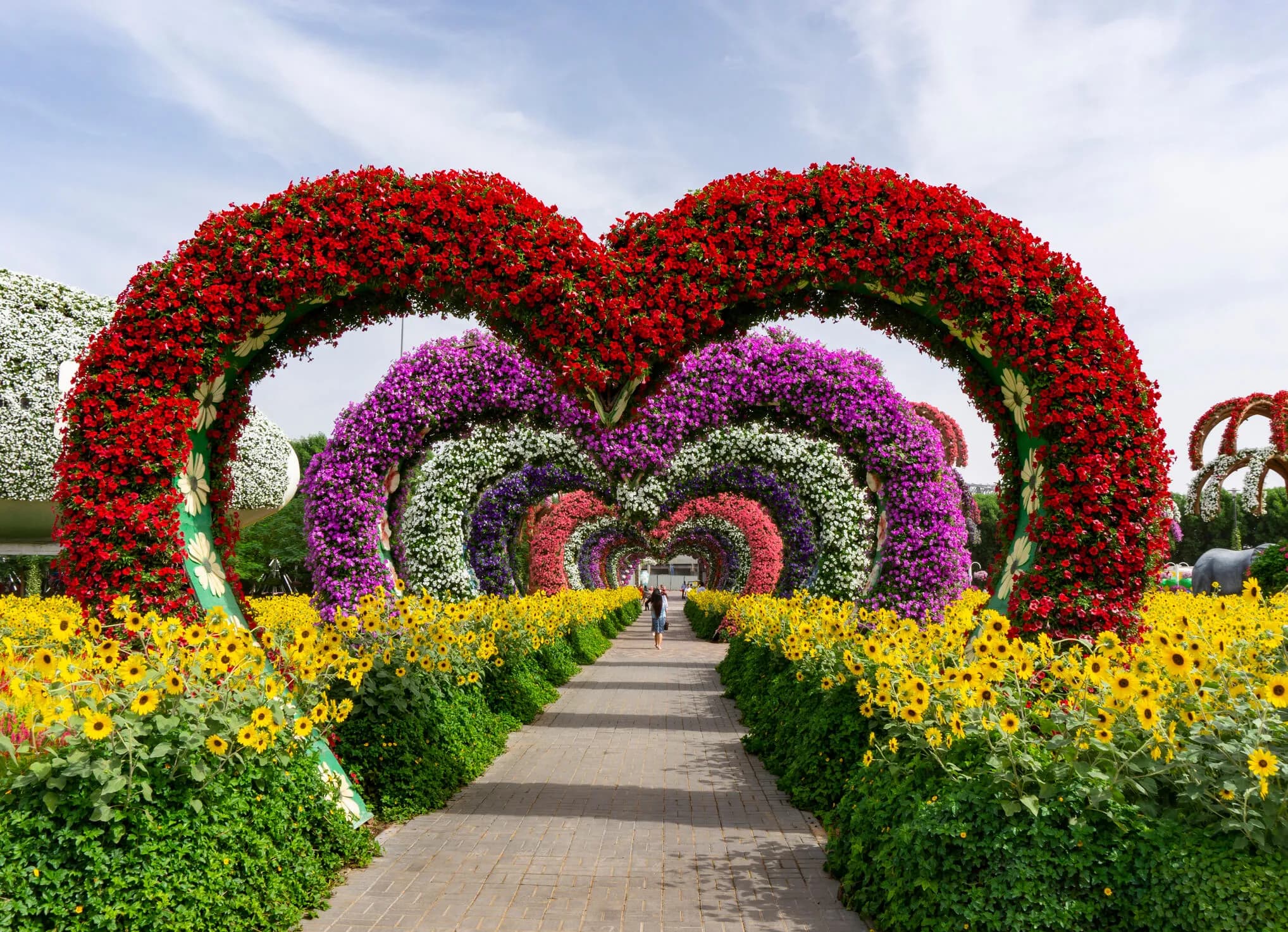 Beautiful flowers in Dubai Miracle Garden